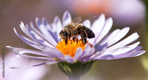detail of honeybee sitting on the violet flower