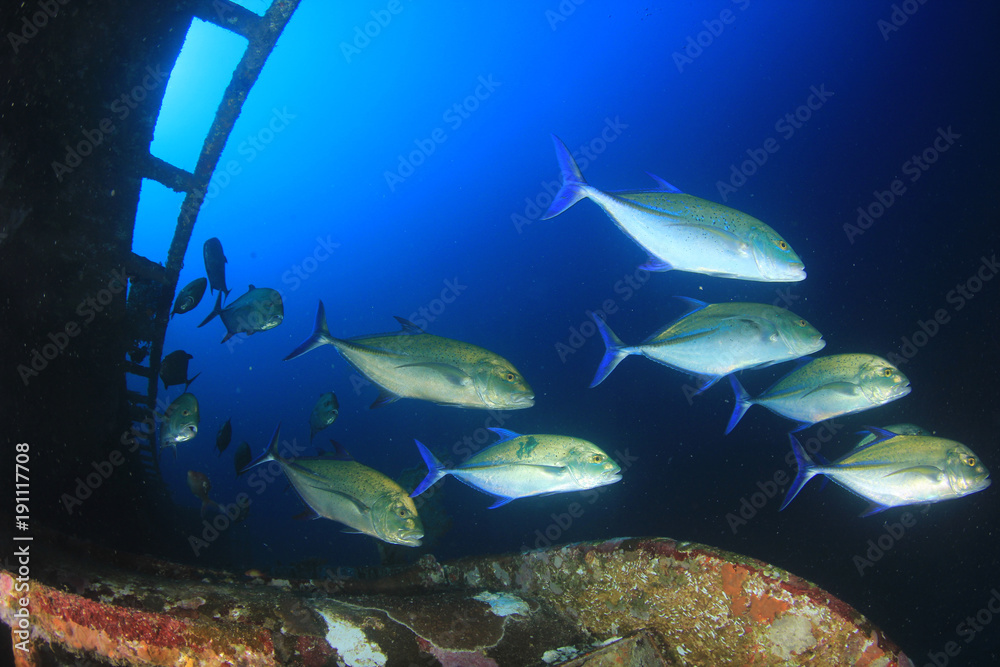 Obraz premium Fish underwater coral reef