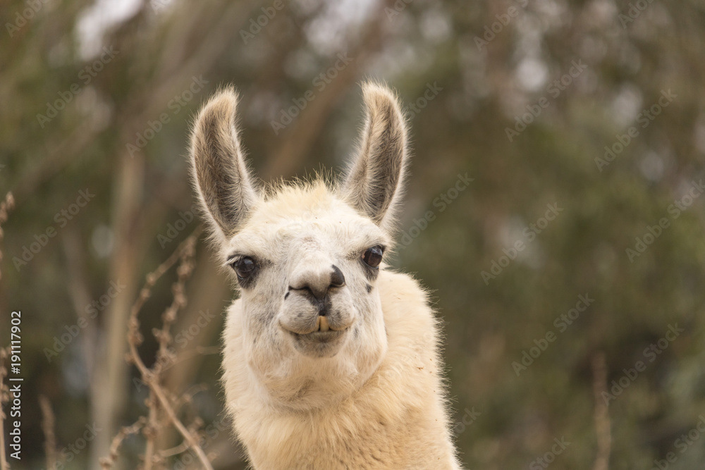 Humorous alert head shot of white smiling llama, alpaca has smile with teeth showing, ears up, kind eyes