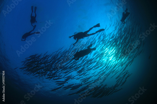 Scuba divers barracuda fish in ocean