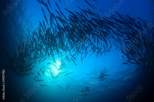 Scuba divers barracuda fish in ocean