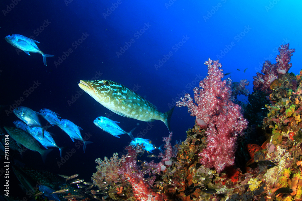 Naklejka premium Fish underwater coral reef