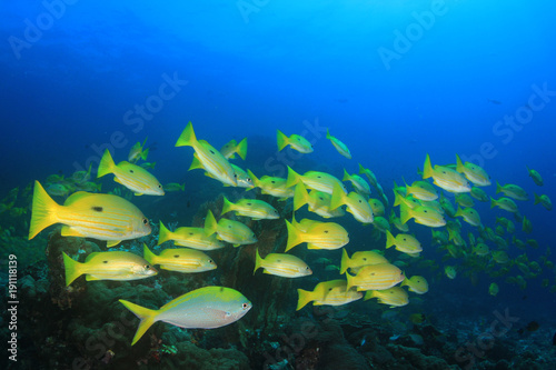 Fish underwater coral reef