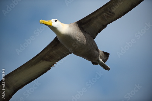 Waved albatross (Phoebastria irrorata) in flight photo