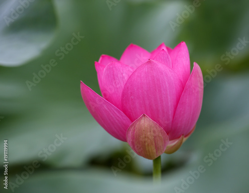 The lotus is in full bloom  in the pond