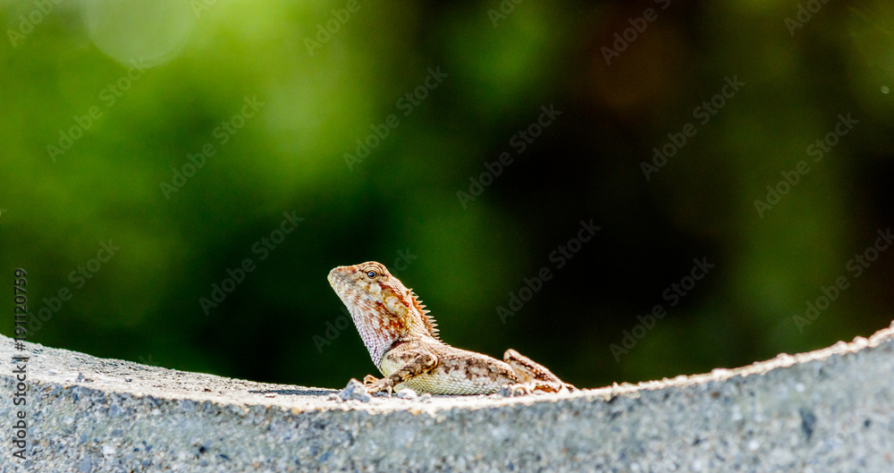 Closeup chameleon or tree lizard on the fence Closeup chameleon or tree lizard on the fence