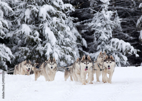 Fototapeta Naklejka Na Ścianę i Meble -  dog sled race with huskies