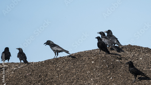 A murder of crows
