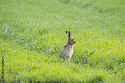 Rabbit on green grass © predrag1
