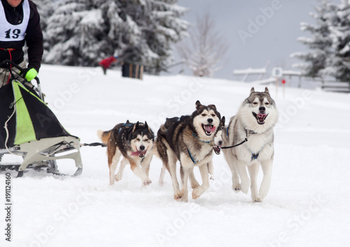 dog sled race with huskies