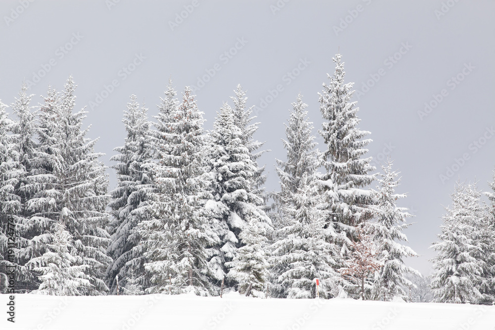 winter in the mountains - snow covered fir trees - Christmas background winter in the mountains - snow covered fir trees - Christmas background