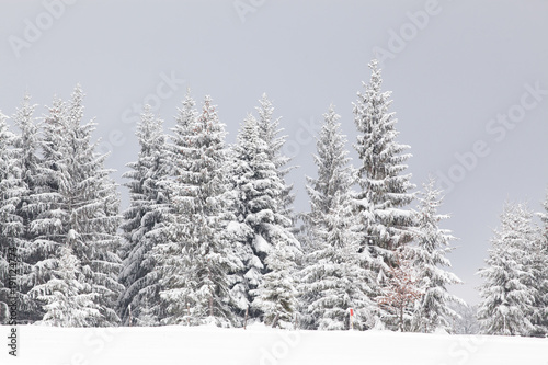 winter in the mountains - snow covered fir trees - Christmas background