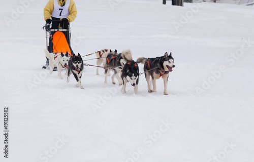 dog sled race with huskies