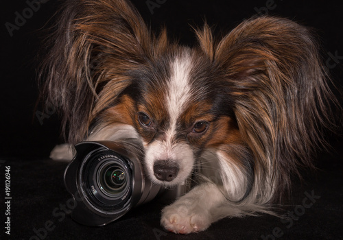 Beautiful dog Continental Toy Spaniel Papillon with camera on black background photo