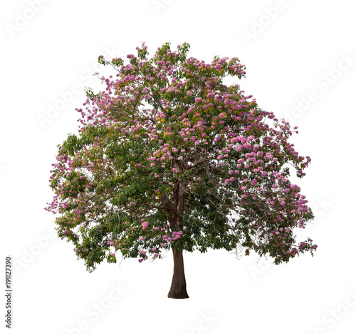 Isolated Tabebuia rosea tree with pink flower on white background photo