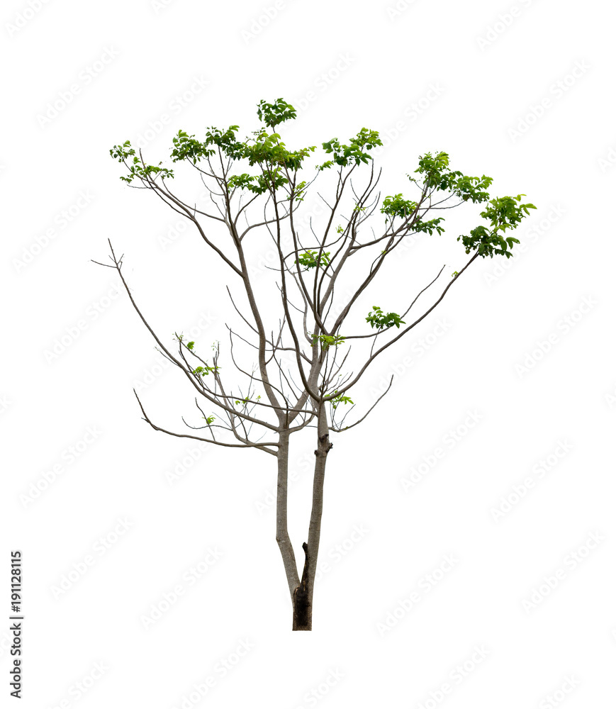 Tree isolated on white background high resolution for graphic decoration, suitable for both web and print media Tree isolated on white background high resolution for graphic decoration, suitable for both web and print media