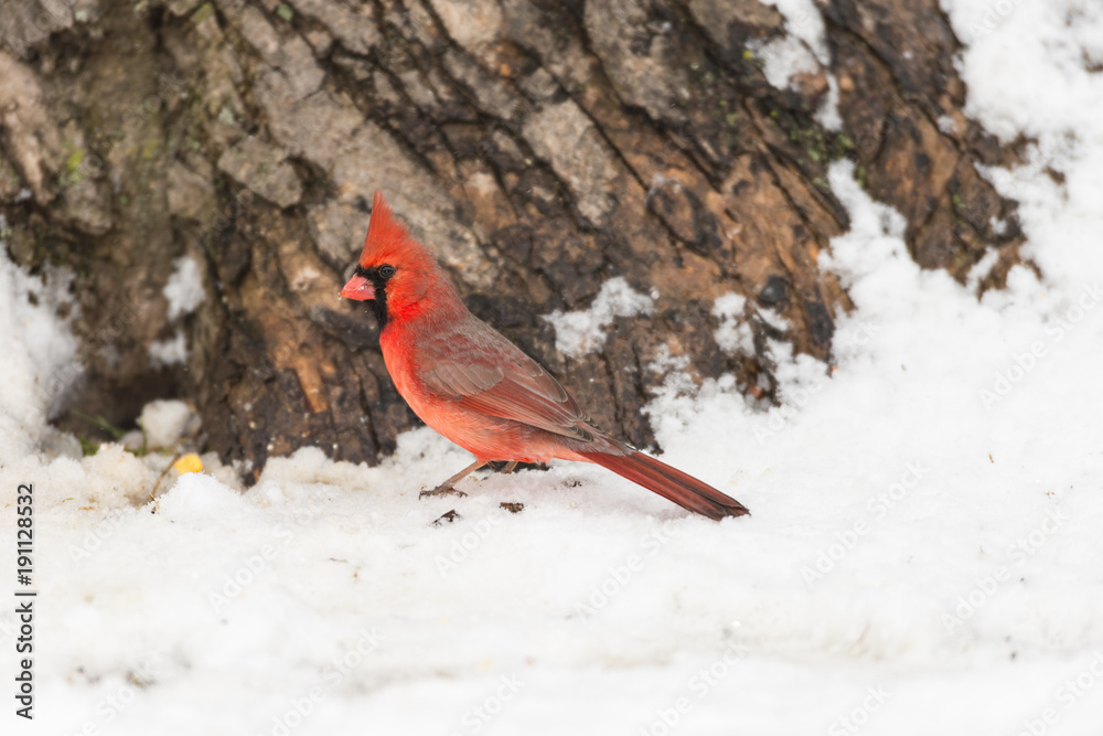 Male Northern Cardinal foraging on snowy ground. Male Northern Cardinal foraging on snowy ground.