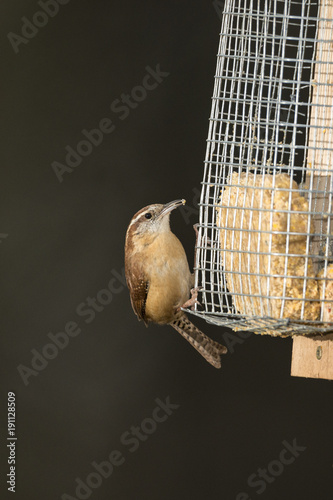 Carolina Wren on suet feeder.