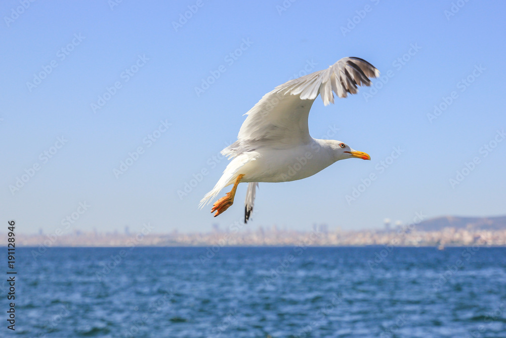Beautiful seagull in full flight over the coast of Malta Beautiful seagull in full flight over the coast of Malta