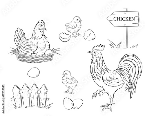 Chicken. Chickens, eggs and rooster