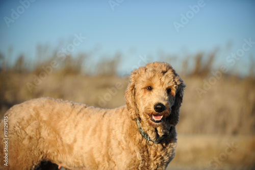 Goldendoodle cross-breed dog outdoor portrait by field © everydoghasastory