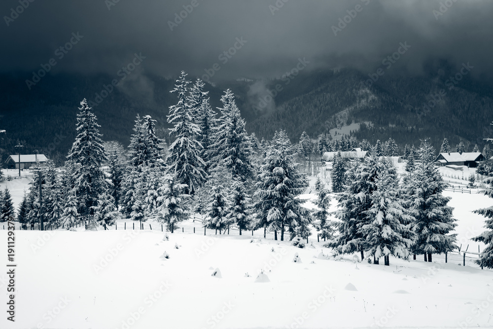 winter in the mountains - snow covered fir trees - Christmas background