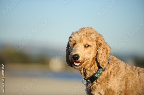 Goldendoodle cross-breed dog outdoor portrait in nature