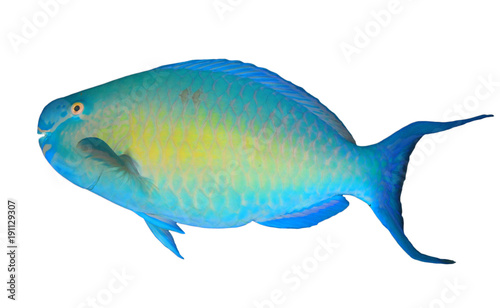 Parrotfish tropical reef fish isolated on white background