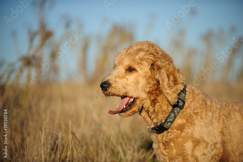 Goldendoodle cross-breed dog outdoor portrait in natural envirnoment and long dry grass © everydoghasastory