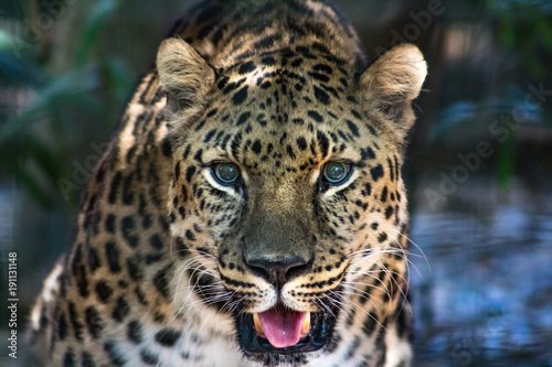 Leopard © JParksPhotography