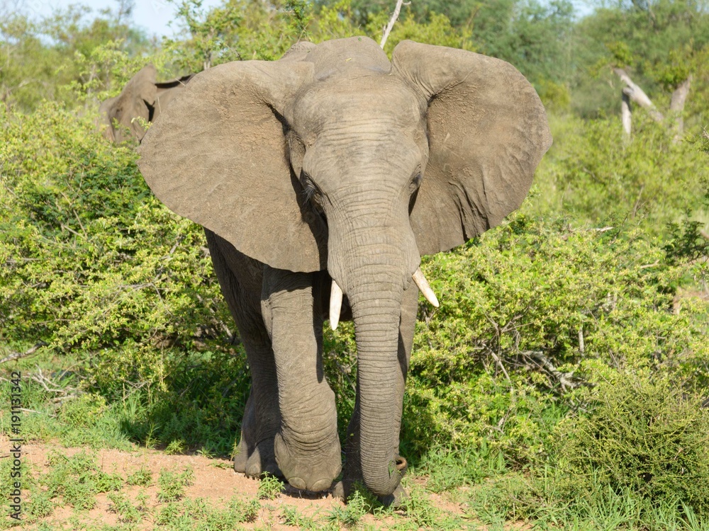 Naklejka premium African elephant