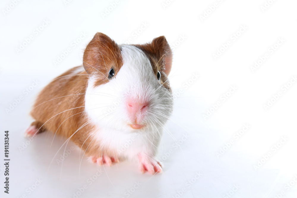 Guinea pig on studio white background. Isolated white pet photo. Sheltie peruvian pigs with symmetric pattern. Domestic guinea pig Cavia porcellus or cavy Guinea pig on studio white background. Isolated white pet photo. Sheltie peruvian pigs with symmetric pattern. Domestic guinea pig Cavia porcellus or cavy