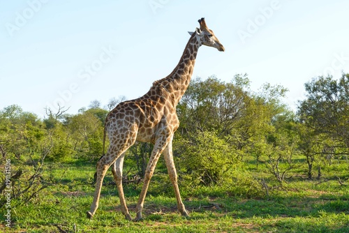 African girafffe