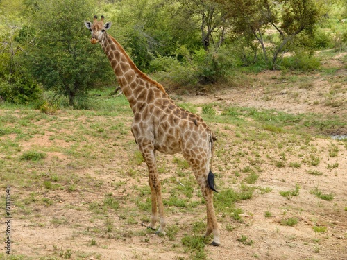 African girafffe