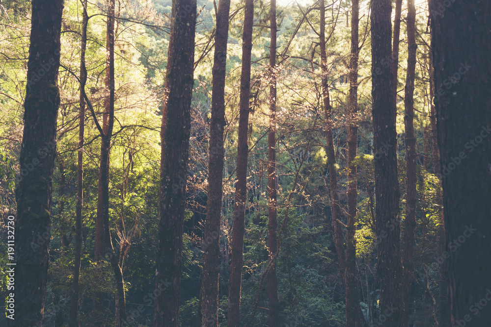 Obraz premium sunlight in the tropical rain forest, National Park in Thailand