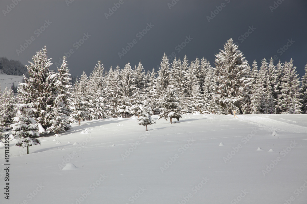Obraz premium winter in the mountains - snow covered fir trees - Christmas background