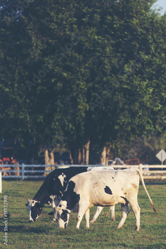 cattle farm field
