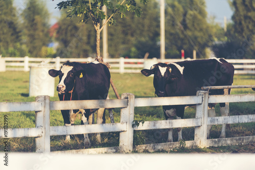 cattle farm field