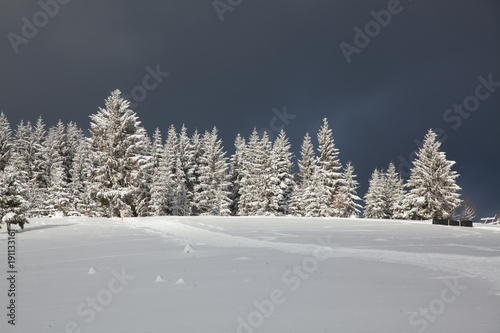 winter in the mountains - snow covered fir trees - Christmas background