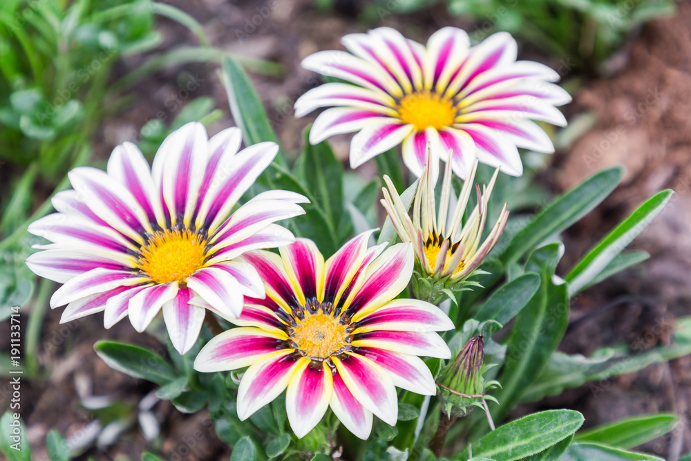 Obraz premium Flower and green leaf background in flower garden at sunny summer or spring day. flower for postcard beauty decoration and agriculture concept design. Gazania flower.