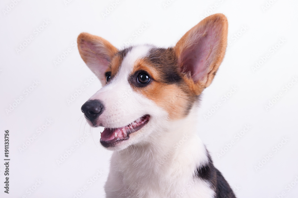 A happy looking, tan with black and white Pembroke Corgi A happy looking, tan with black and white Pembroke Corgi