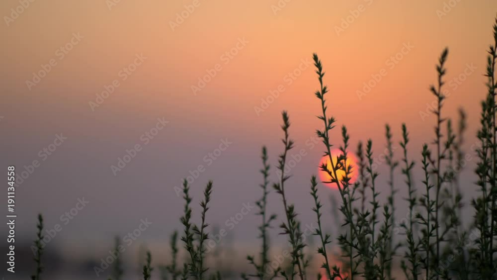 Nature scene in the evening. View though the grass to red sun going down Nature scene in the evening. View though the grass to red sun going down