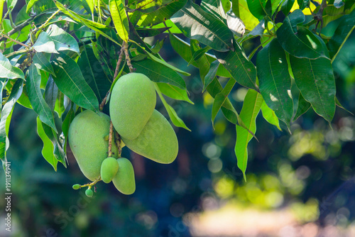 Closeup of green mango hanging,mango field,mango farm.