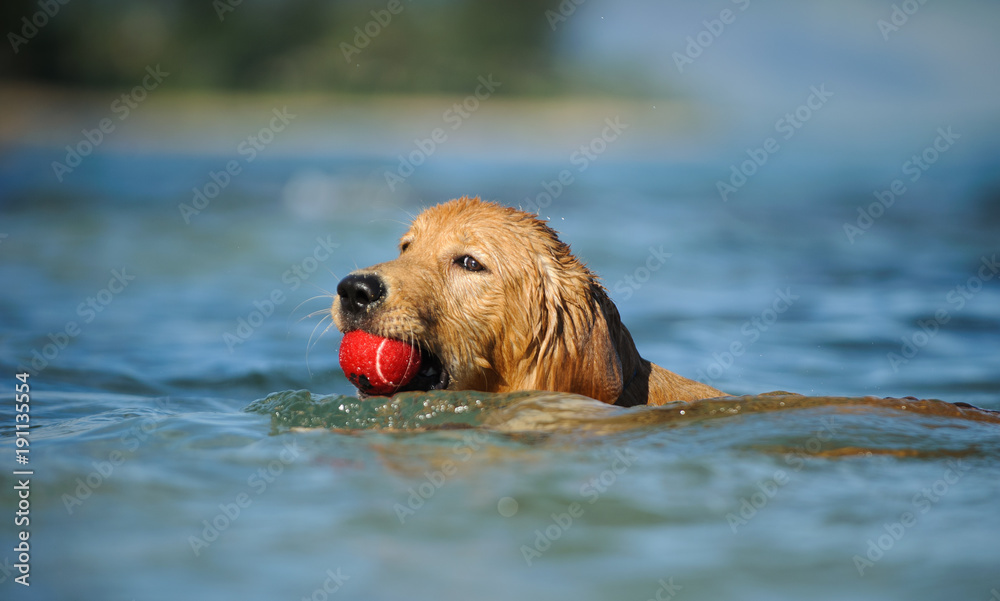 Golden Retriever puppy dog outdoor portrait swimming with red ball Golden Retriever puppy dog outdoor portrait swimming with red ball