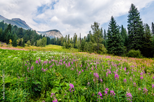 Flower Fields of Emerald Lake
