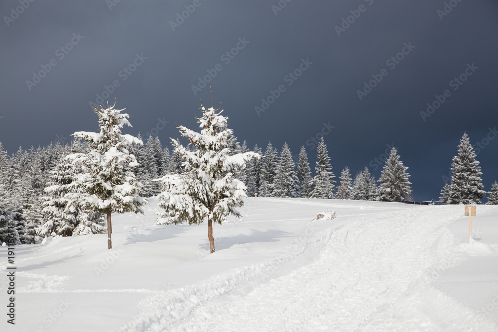 winter in the mountains - snow covered fir trees - Christmas background