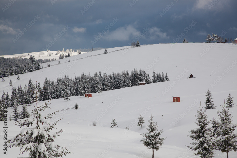winter in the mountains - snow covered fir trees - Christmas background winter in the mountains - snow covered fir trees - Christmas background