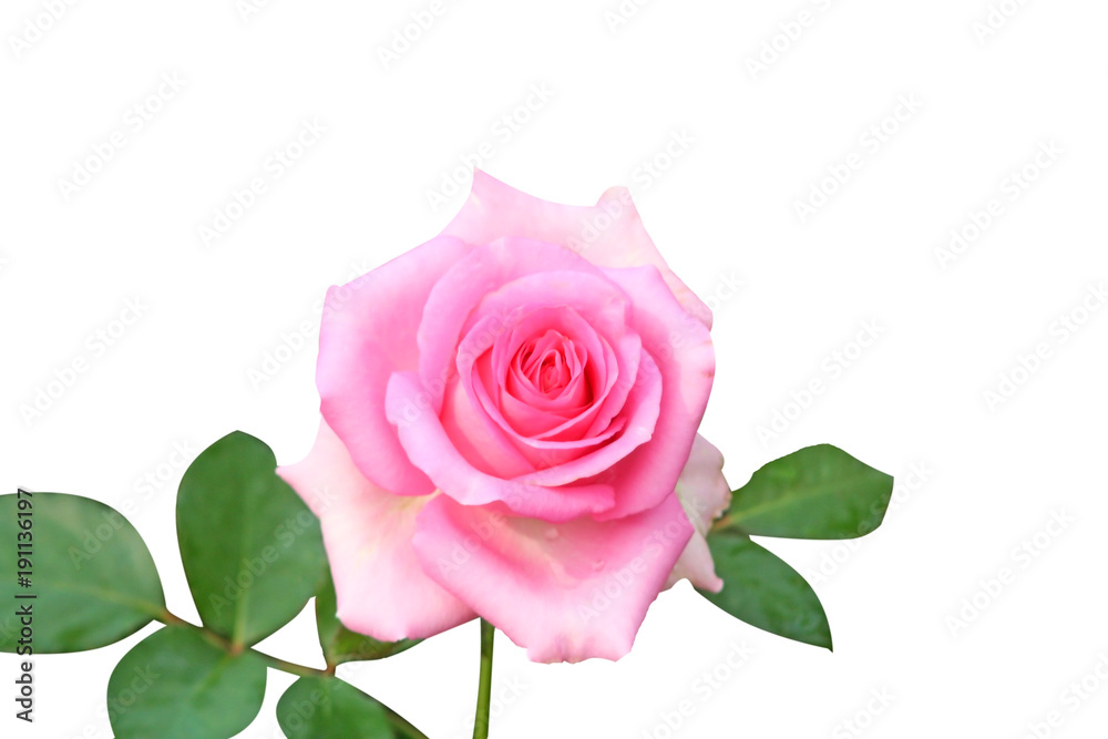 Beautiful pink rose flower isolated on white background Beautiful pink rose flower isolated on white background