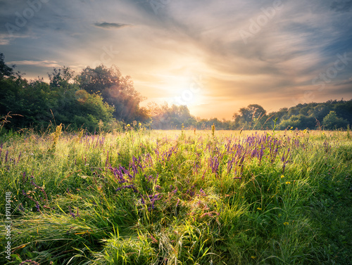 Fotografie, Obraz Meadow with wildflowers under the setting sun