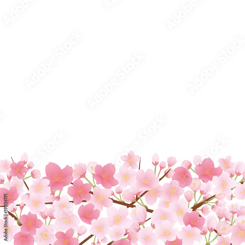 桜のフレーム素材 © kumashacho